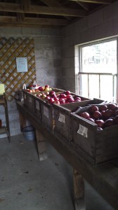 Apples at Musterfield farm