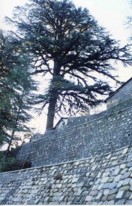 Retaining wall with tree