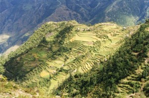 Terraced fields near Mussoorie